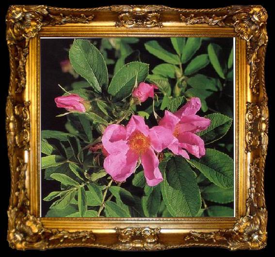 framed  unknow artist Still life floral, all kinds of reality flowers oil painting  186, ta009-2
